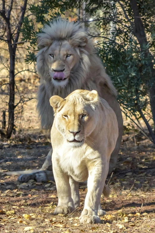 two lions in the wild near trees, with one standing and one laying down