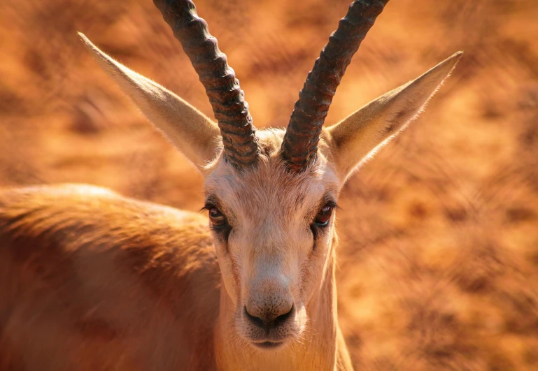 closeup of a goat with horns looking straight into camera