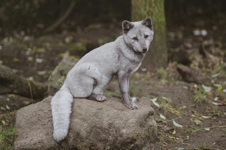 a small white wolf standing on top of a rock