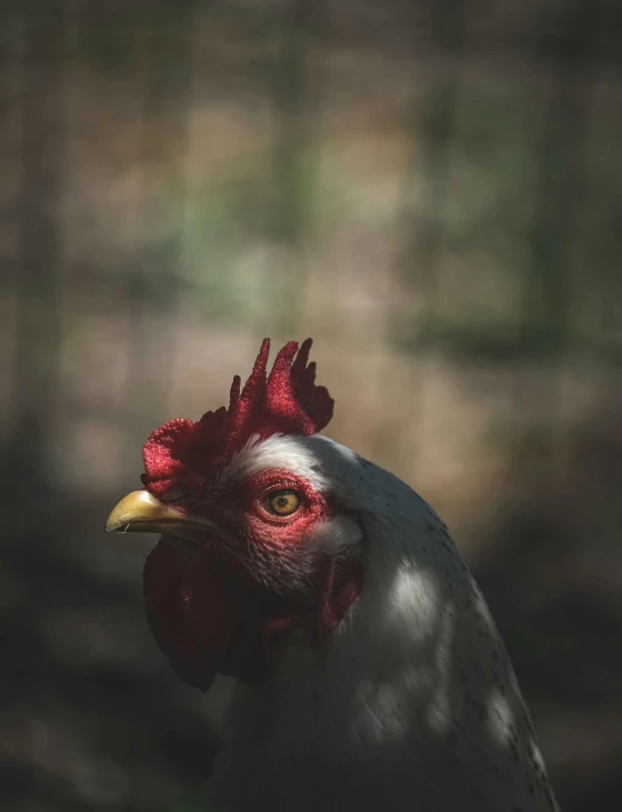 close up view of a white and red rooster