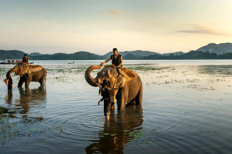 two elephants walking with their handlers through some shallow water