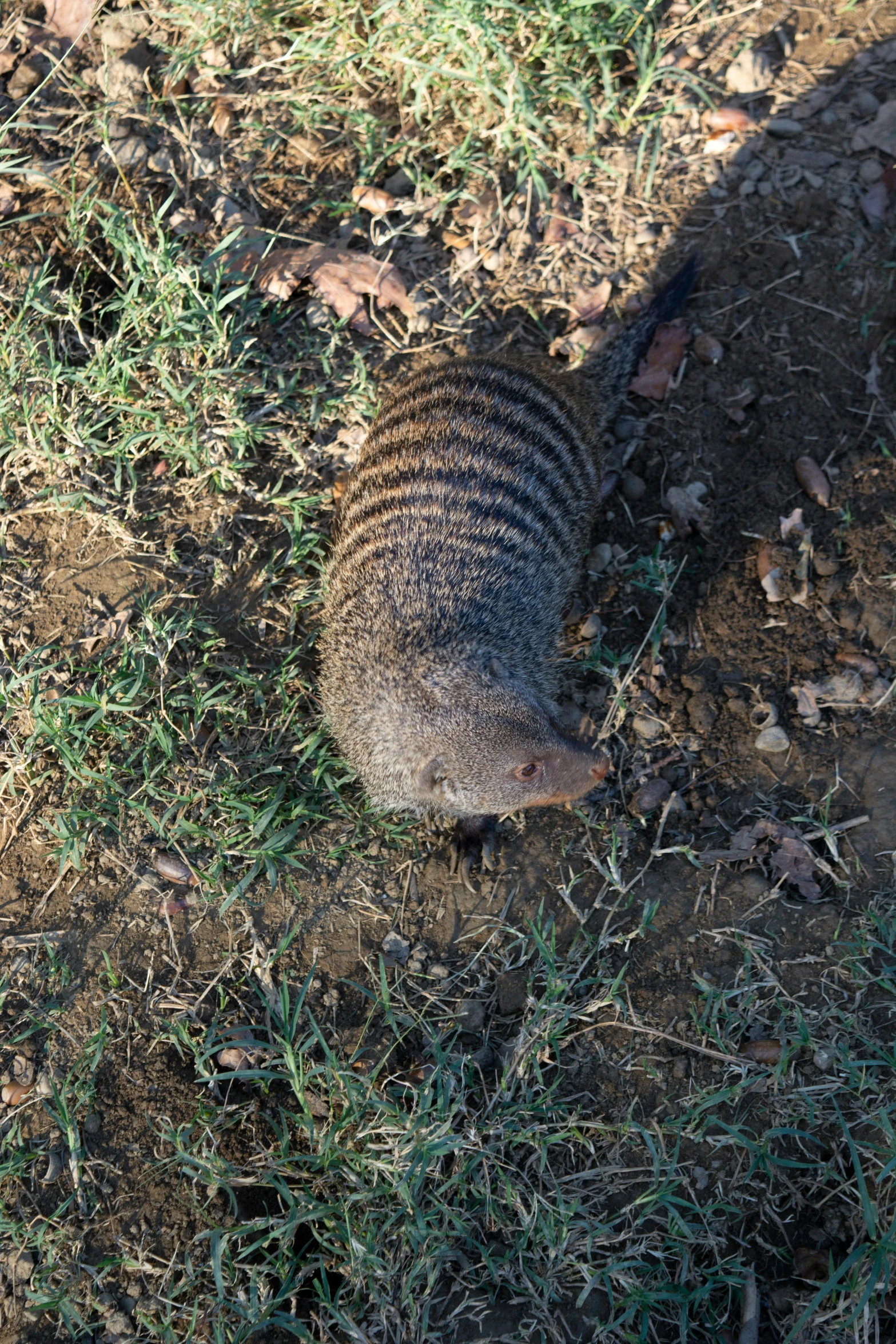 a small, wild animal standing next to a field