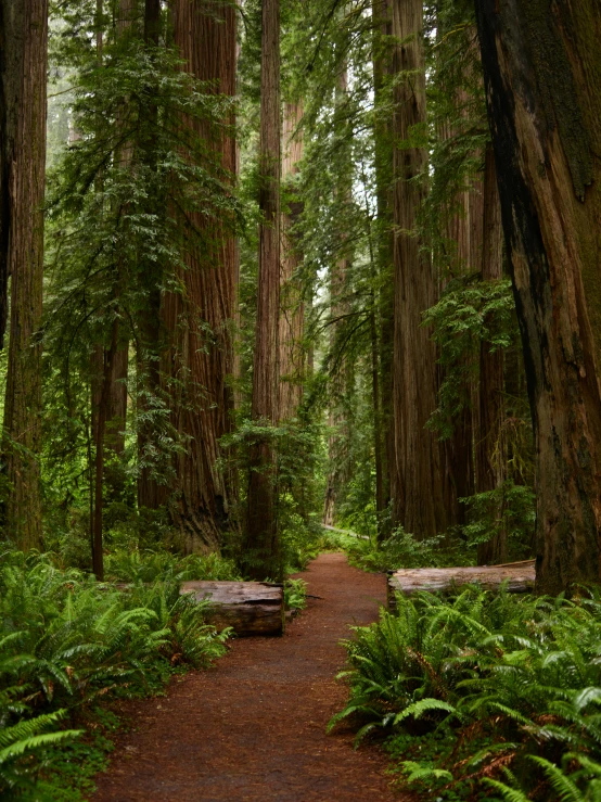 a small pathway leads to many different trees