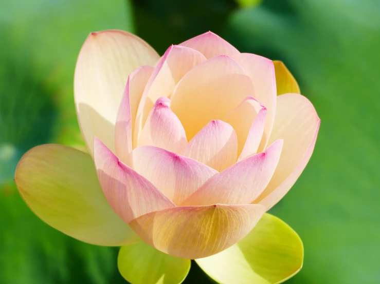 the lotus is in bloom by a bright green background