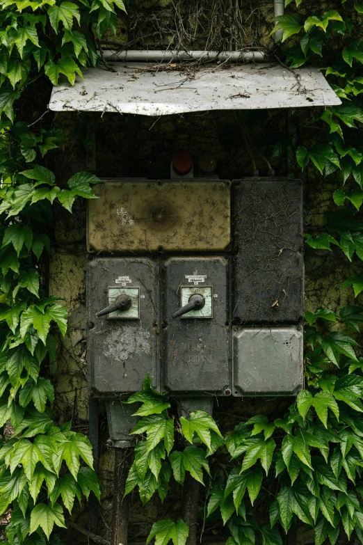 a close up of an old electrical box surrounded by leaves