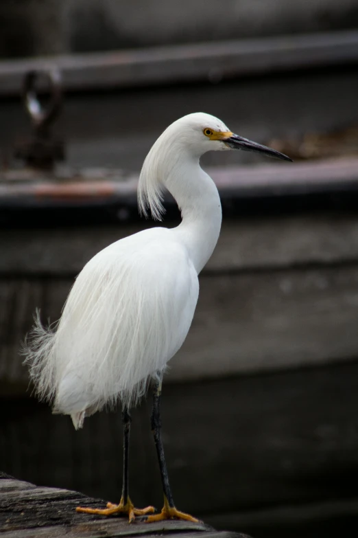 a white egret standing on top of a wooden bench