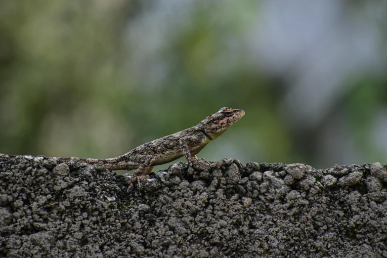 a small lizard sitting on top of a cement wall