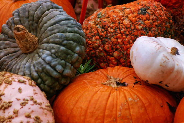 many different types of pumpkins sitting next to each other