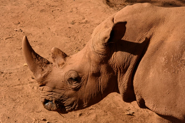 an elephant that is standing in the sand