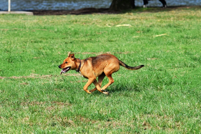 the dog is walking through the grass toward the water