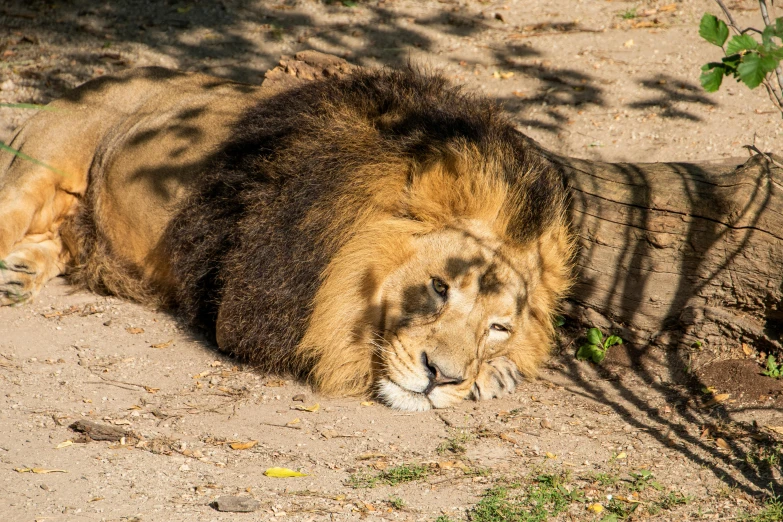 a large lion laying down on top of a dirt road