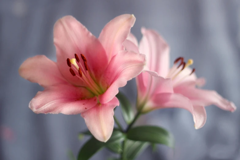 two pink flowers with green leaves are next to each other