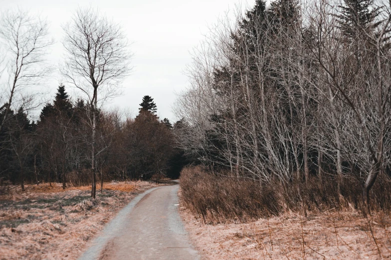 a dirt road through a forest filled with trees