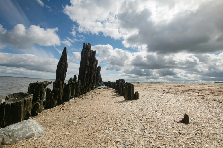 a sandy beach with lots of wood logs