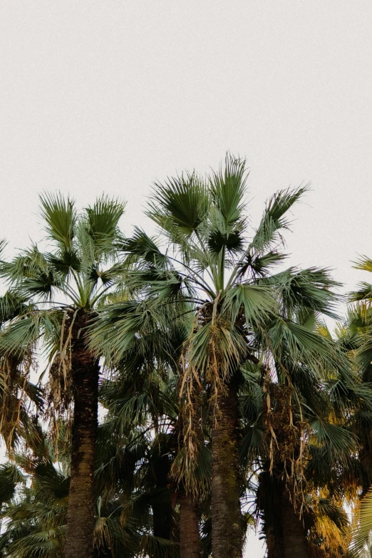 a group of palm trees stand next to each other