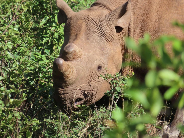 the rhino has a piece of foliage in it's mouth