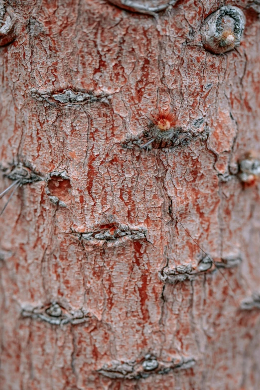 a tree has brown bark with many lines on it