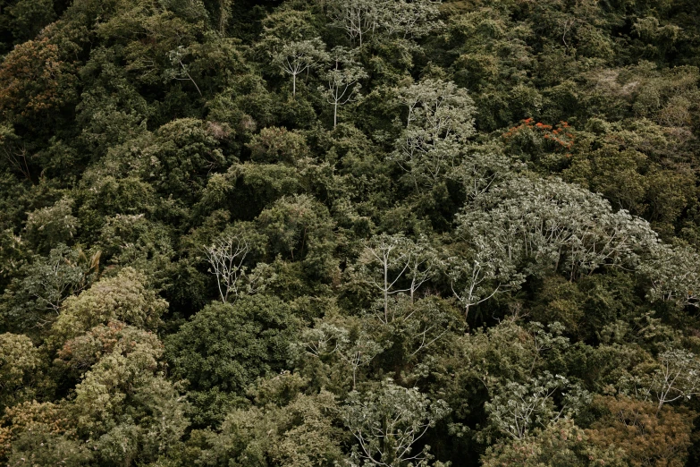 several large trees with green foliage, seen from above