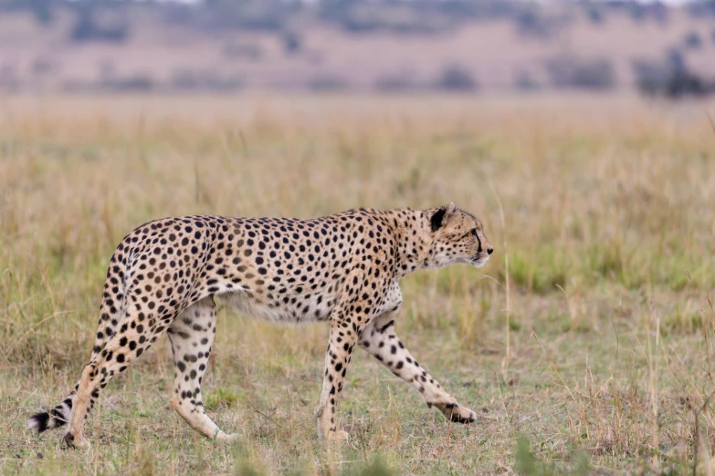 a cheetah walking in the savannah towards an empty field