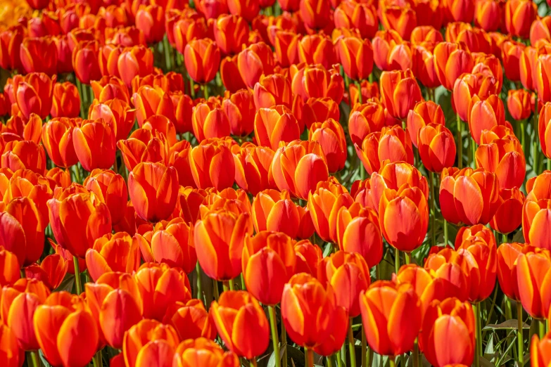 an image of a field full of red and orange tulips