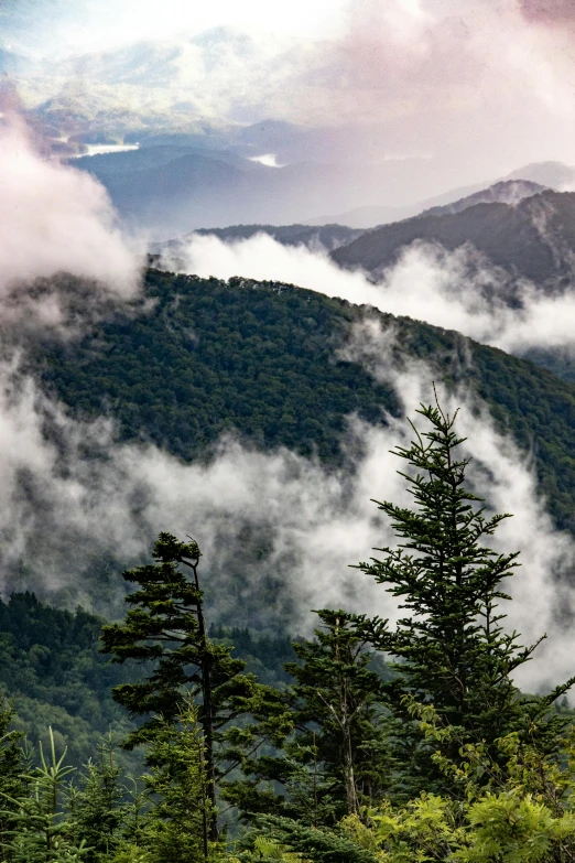 tree tops are visible in the foggy mountains