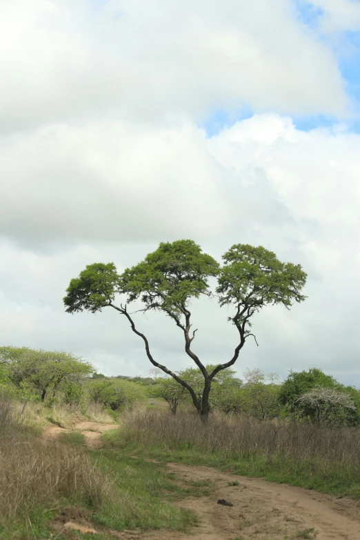 a group of zes are grazing in a field