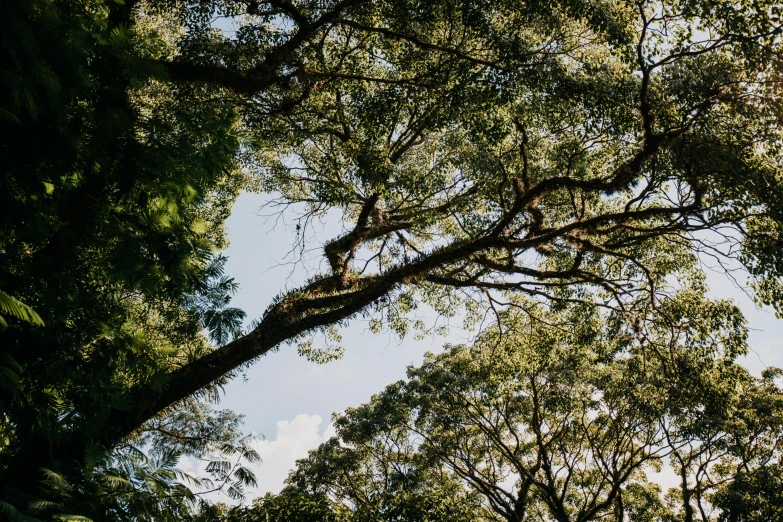 a black and white po of some trees