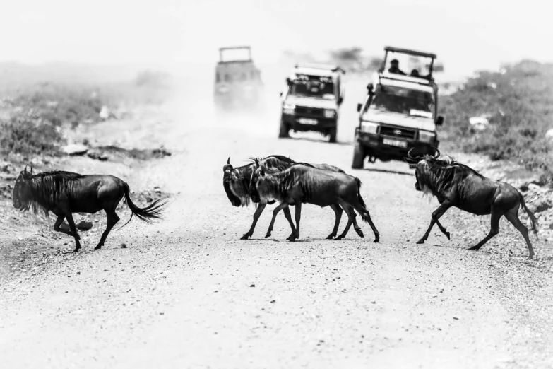 wildebeests crossing the road while two trucks go by