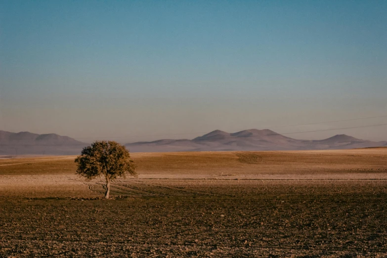 there is a small tree standing in the middle of an empty field