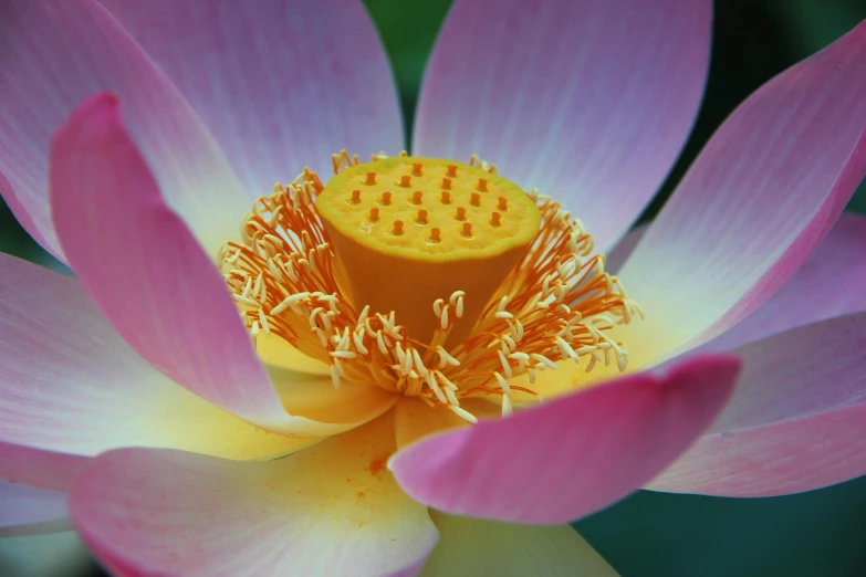 a large pink lotus with yellow stamen in bloom