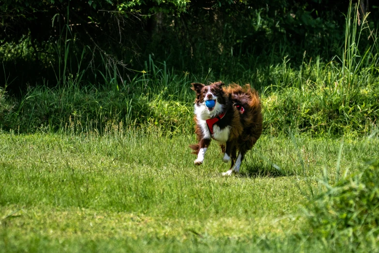 there is a dog that is standing in the grass