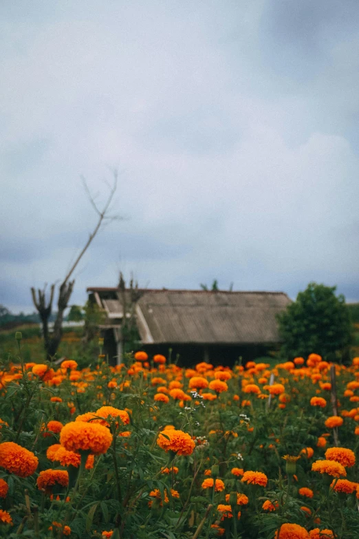 a grassy area with an old cottage and flower