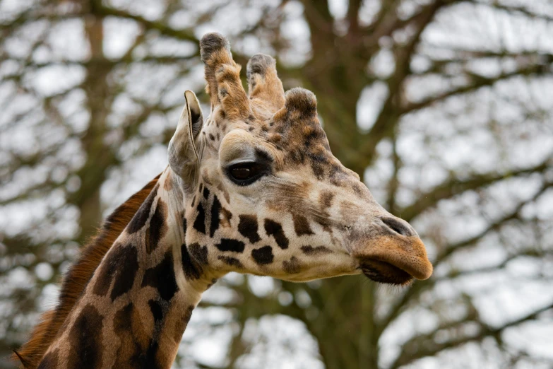 a close up of a giraffe with trees in the background