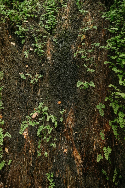 this area of grass has small green plants in it