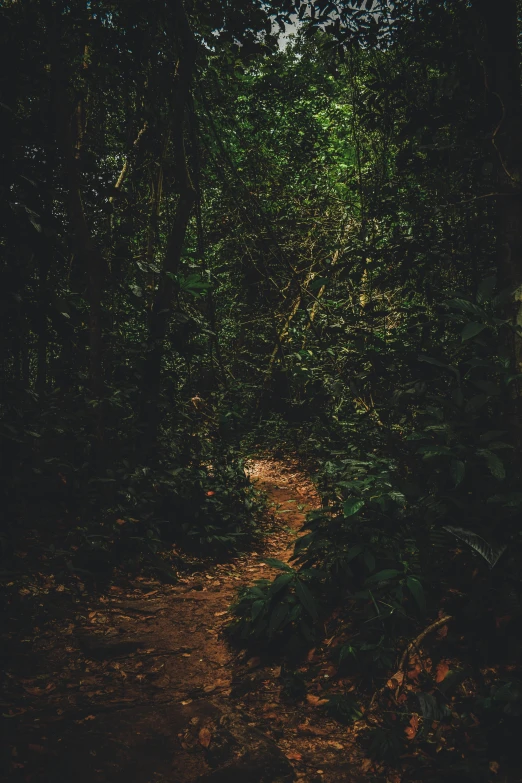 a dirt path between some trees near the forest