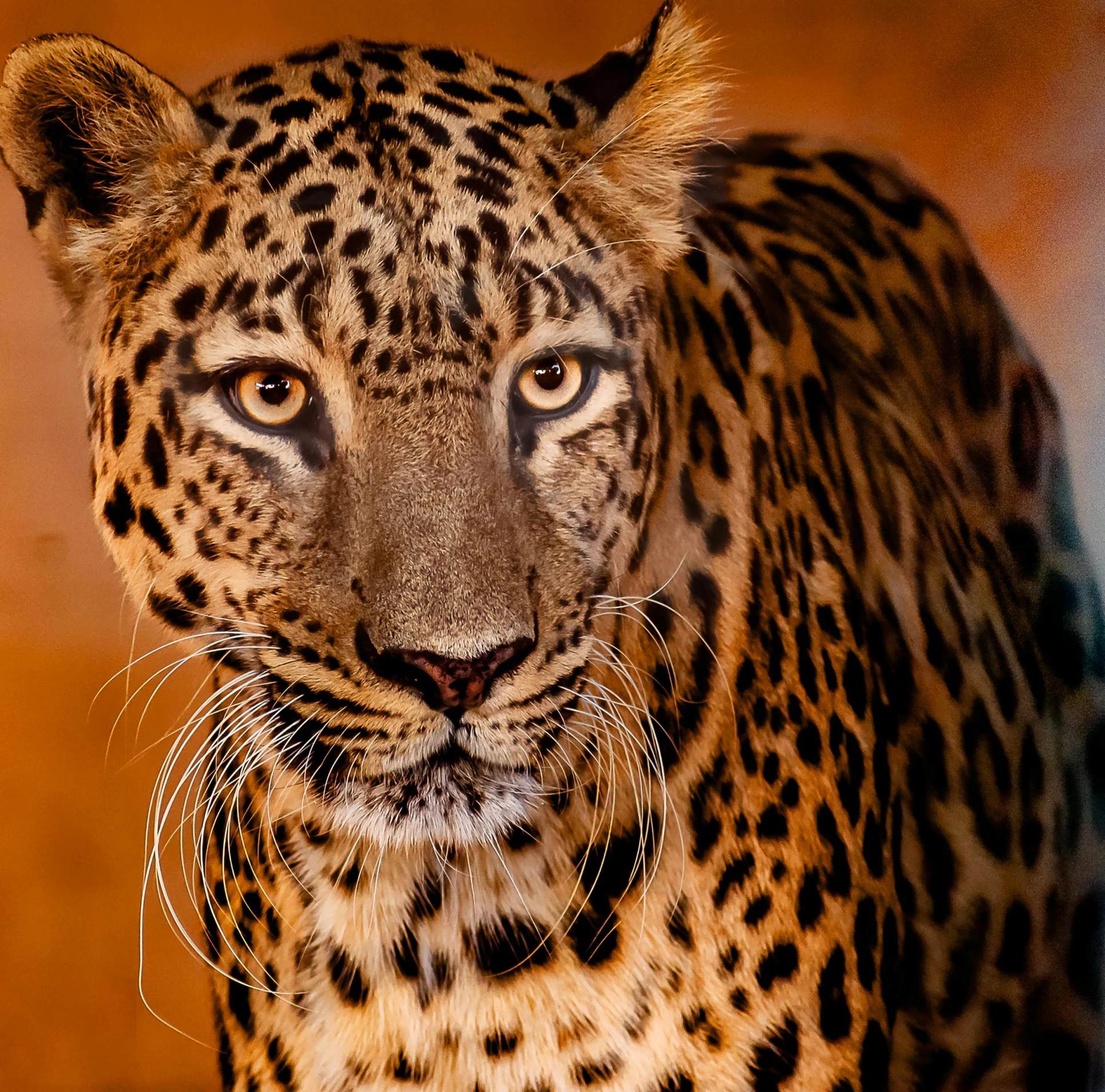 a large adult leopard staring at the camera