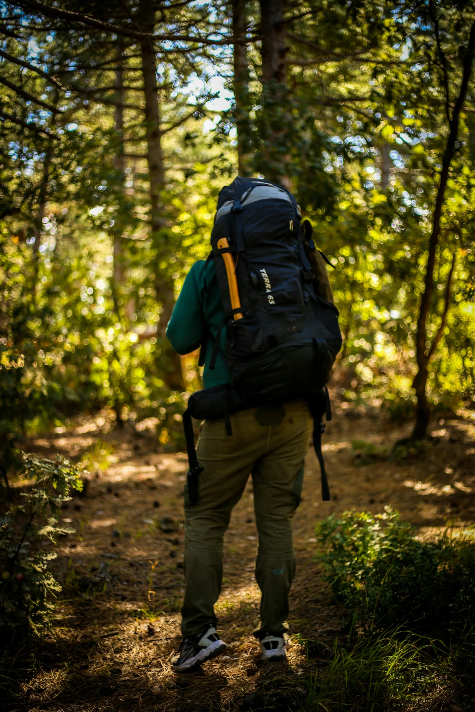 a hiker stands in the woods with his back to the camera