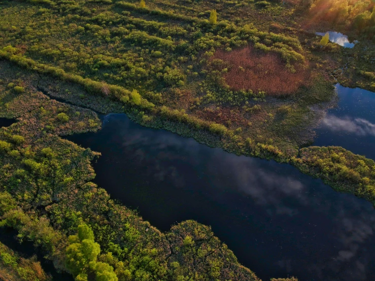 the water is still running in the swamp