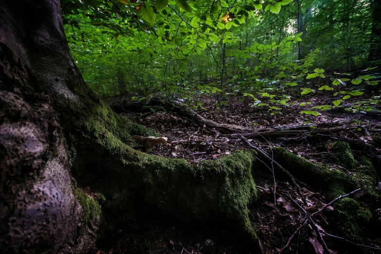 a tree stump in the middle of the woods