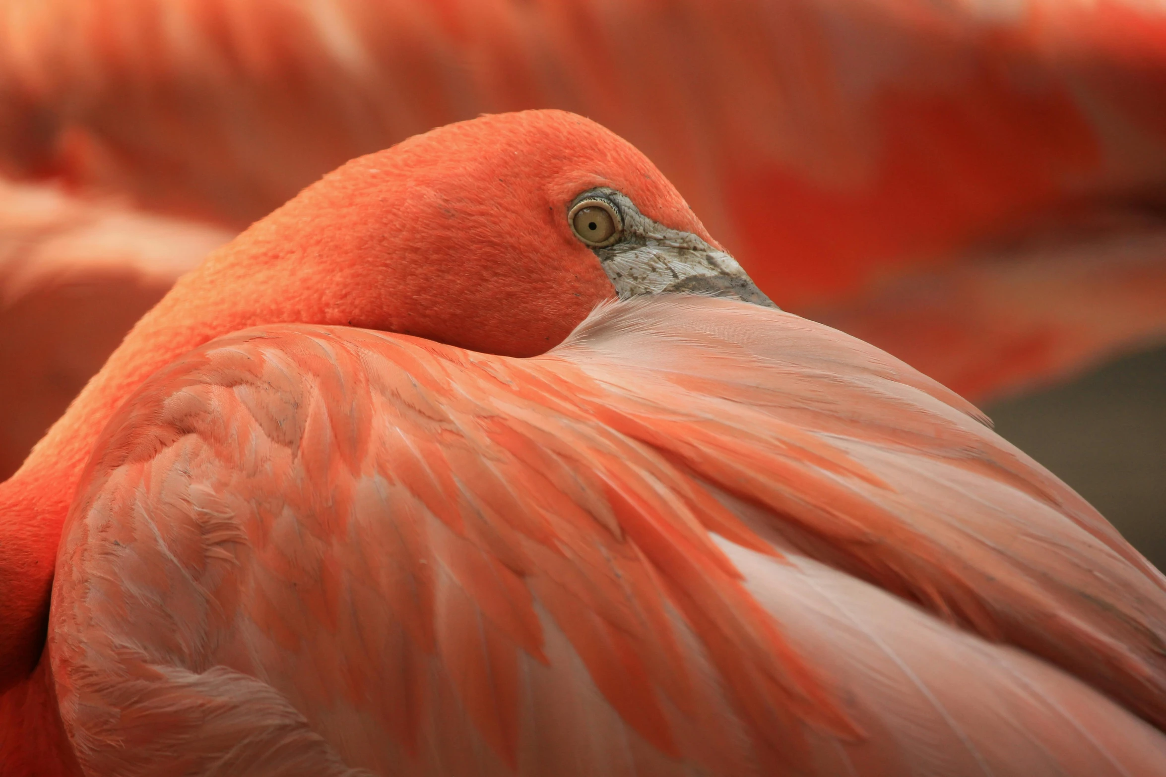 two red flamingos are standing next to each other