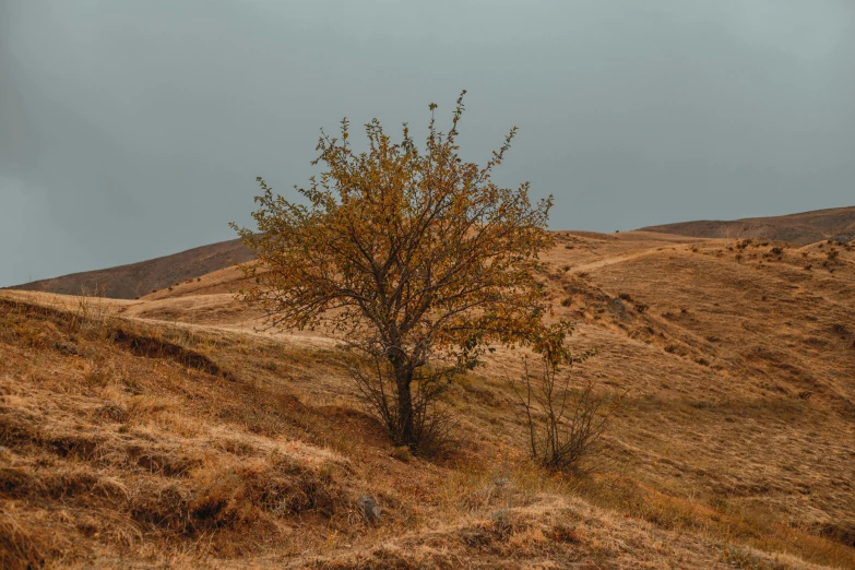 a lonely tree on a hillside on a cloudy day