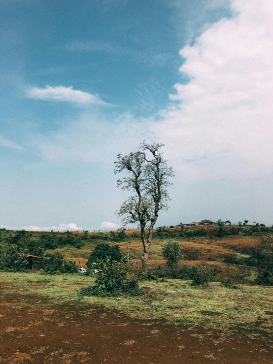 an open field with a small tree on it