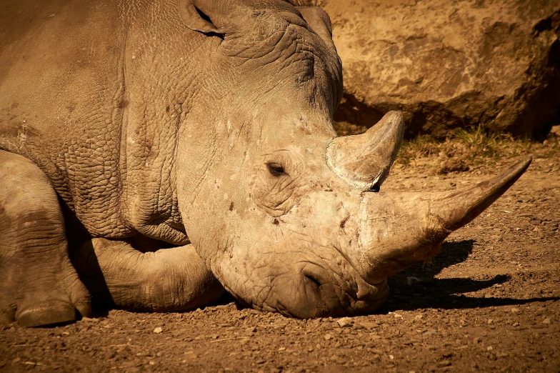 rhinoceros resting near the ground, their heads tucked into each other