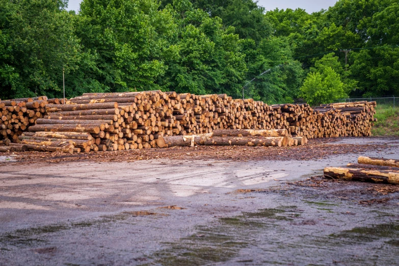 a bunch of logs sitting out on the ground