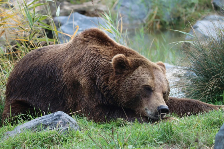a brown bear is laying down on the grass