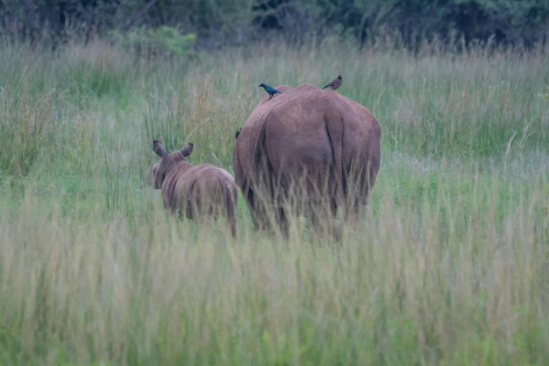 two elephants walk through tall grass with birds on their heads