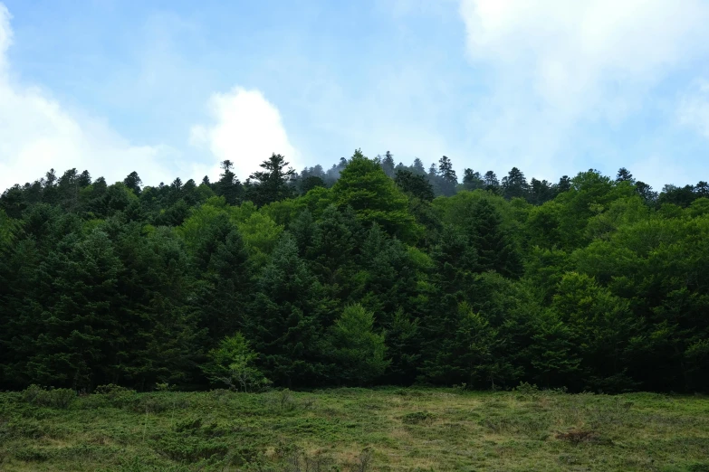 a wooded area has trees and a green pasture