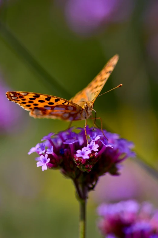 a erfly is sitting on some purple flowers