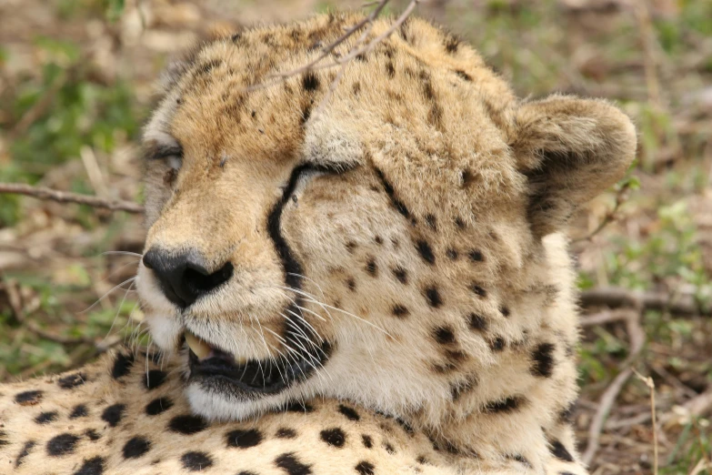 a large cheetah laying down in some brush