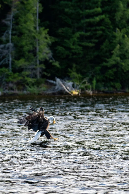 an eagle flying over the water with a fish in its talon